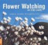 Flower watching in the Cape